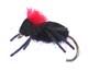 Foam Beetle - 