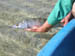 release_bonefish_flats_cuba_mouche_coolflies